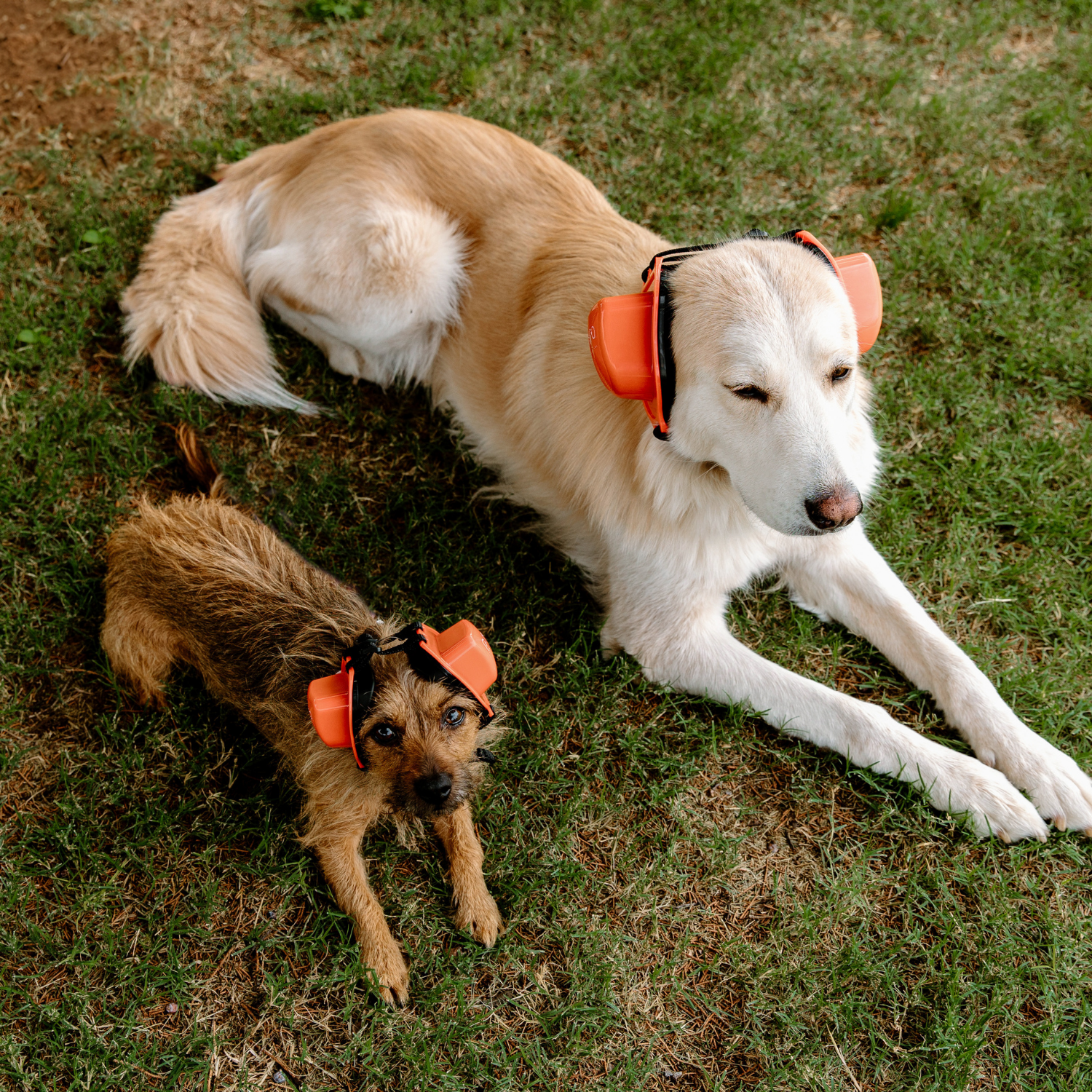 PuroPup Dog Earmuffs