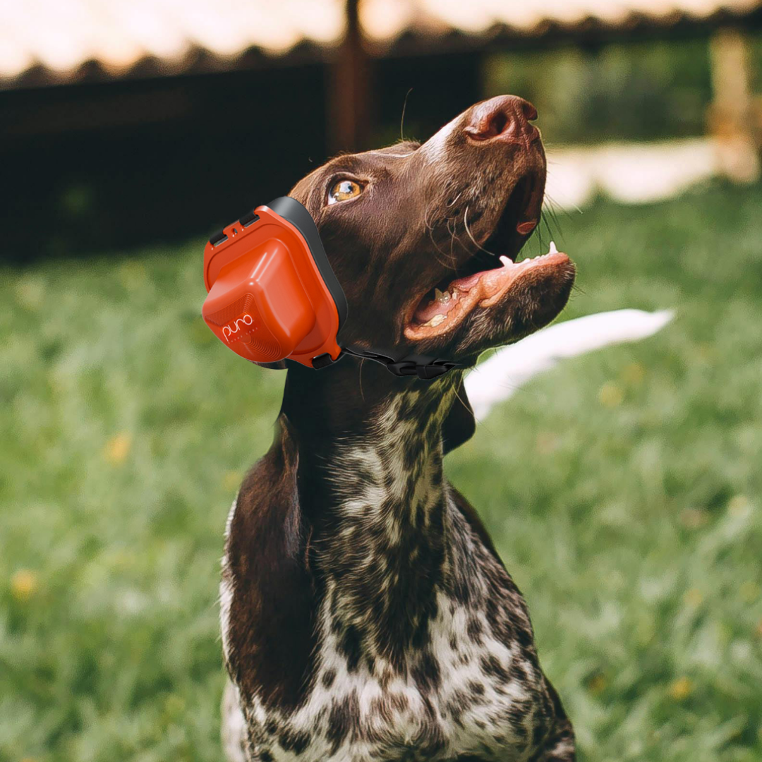 PuroPup Dog Earmuffs Between Sizes